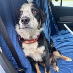 Shelter Stray Male Dog last seen , 5570 Sturmer Park Cir, Winston-Salem, NC 27105, USA