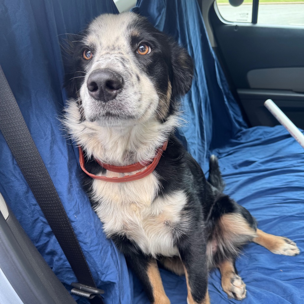 Shelter Stray Male Dog last seen , 5570 Sturmer Park Cir, Winston-Salem, NC 27105, USA