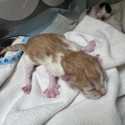 Shelter Stray Male Cat last seen , 5570 Sturmer Park Cir, Winston-Salem, NC 27105, USA