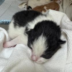 Shelter Stray Male Cat last seen , 5570 Sturmer Park Cir, Winston-Salem, NC 27105, USA