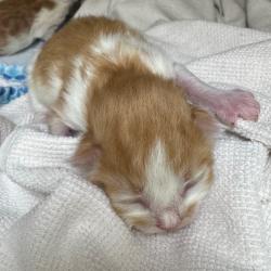 Shelter Stray Male Cat last seen , 5570 Sturmer Park Cir, Winston-Salem, NC 27105, USA