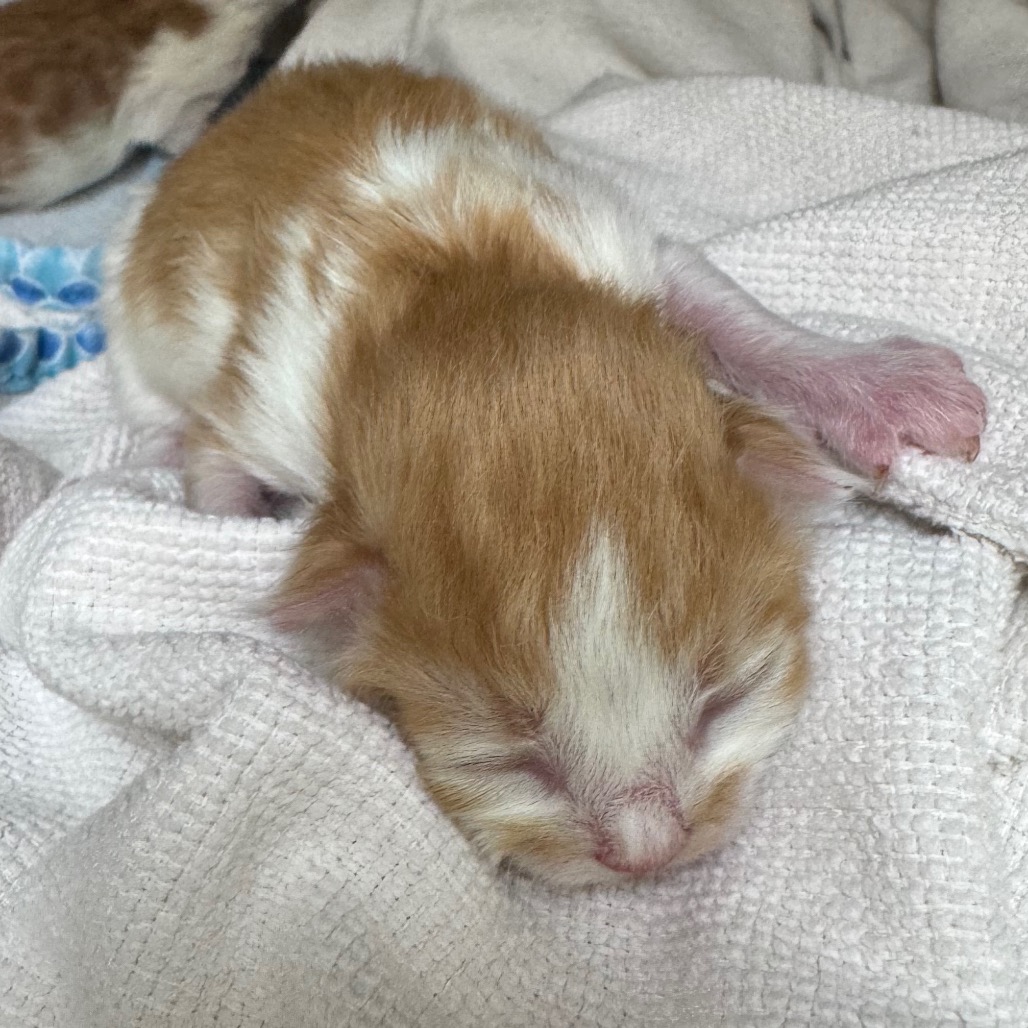 Shelter Stray Male Cat last seen , 5570 Sturmer Park Cir, Winston-Salem, NC 27105, USA