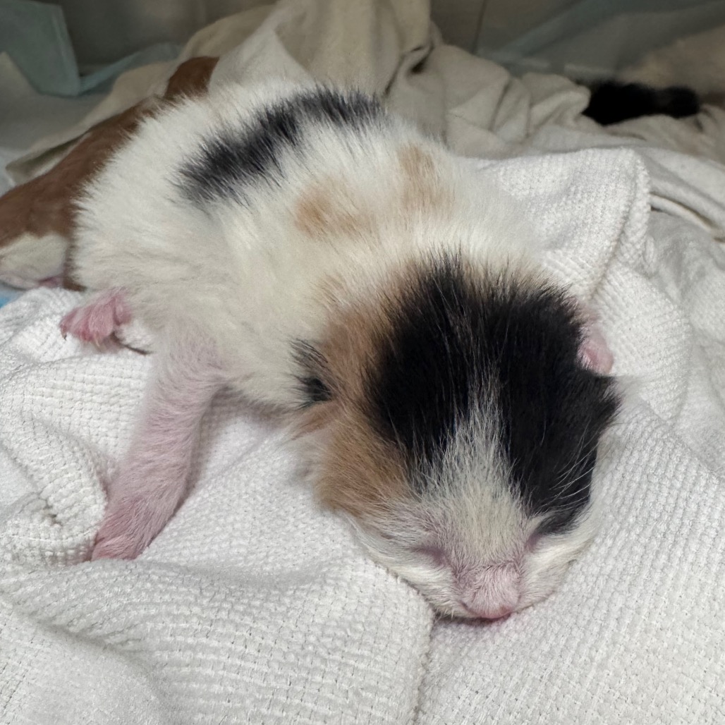 Shelter Stray Female Cat last seen , 5570 Sturmer Park Cir, Winston-Salem, NC 27105, USA