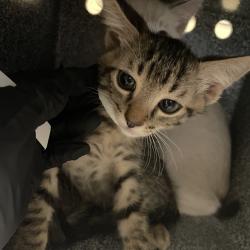 Shelter Stray Male Cat last seen , 361 S Raymond Ave, Pasadena, CA 91105, USA