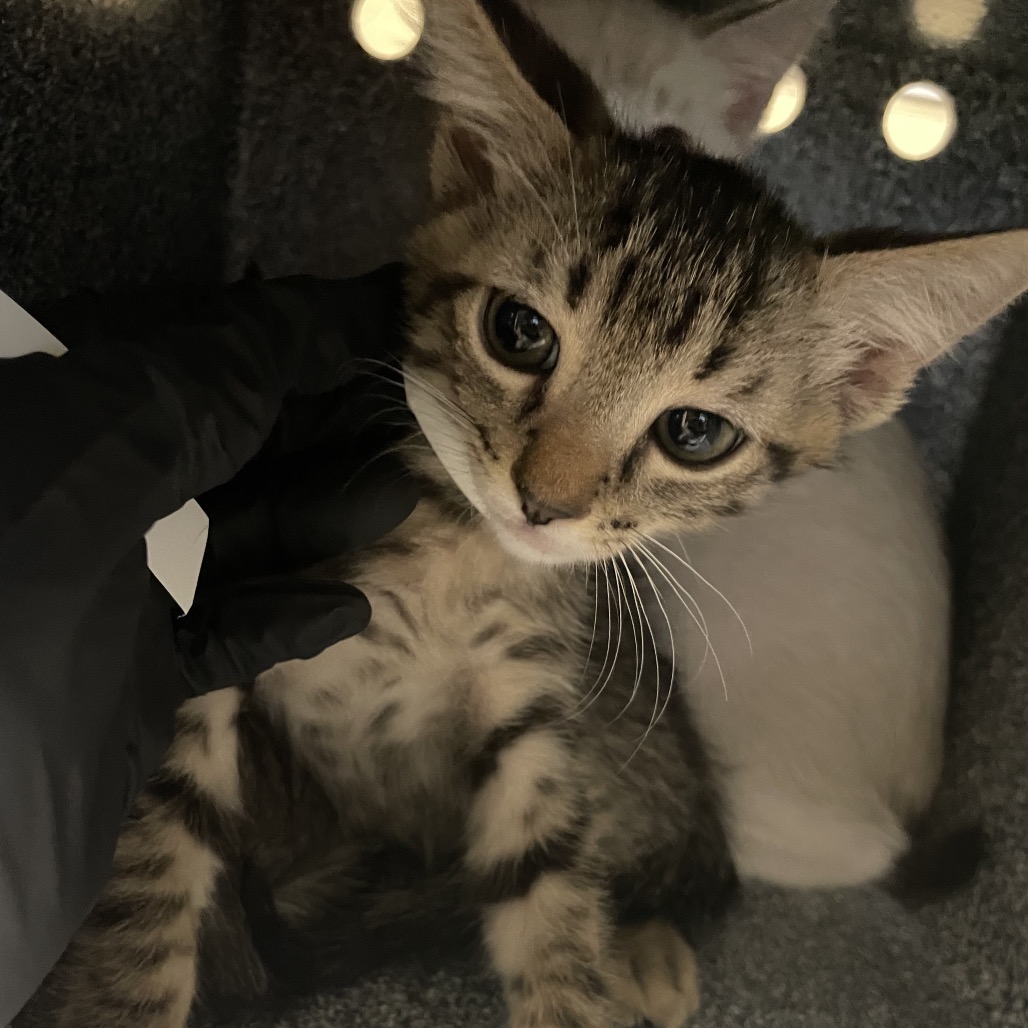Shelter Stray Male Cat last seen , 361 S Raymond Ave, Pasadena, CA 91105, USA