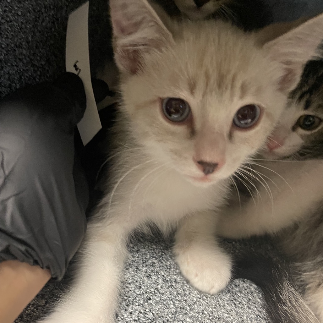 Shelter Stray Male Cat last seen , 361 S Raymond Ave, Pasadena, CA 91105, USA