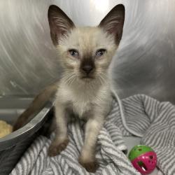 Shelter Stray Male Cat last seen , 4575 E Mesquite Ave, Palm Springs, CA 92264, USA