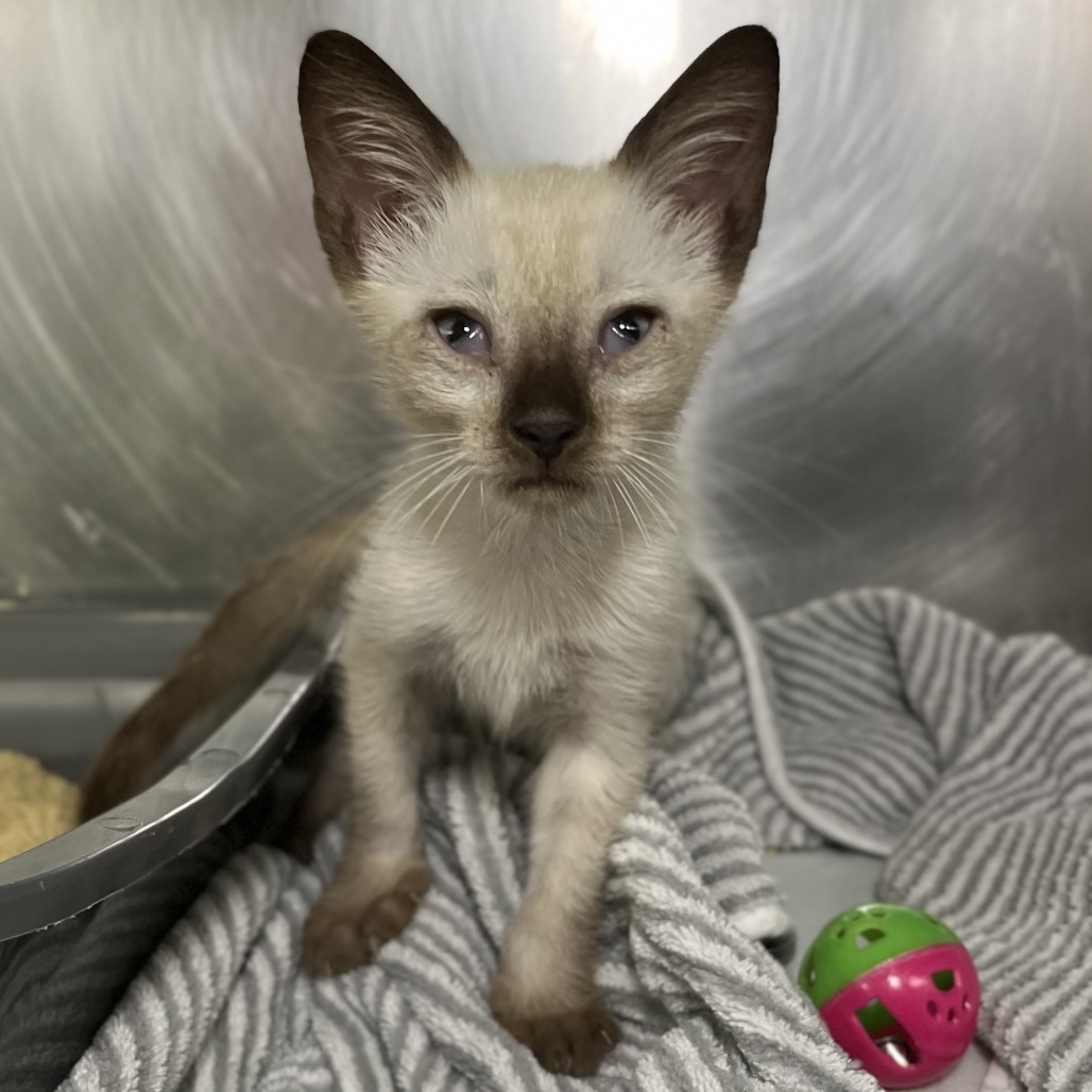 Shelter Stray Male Cat last seen , 4575 E Mesquite Ave, Palm Springs, CA 92264, USA