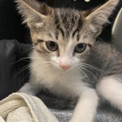 Shelter Stray Male Cat last seen , 361 S Raymond Ave, Pasadena, CA 91105, USA