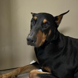 Shelter Stray Male Dog last seen , 4575 E Mesquite Ave, Palm Springs, CA 92264, USA
