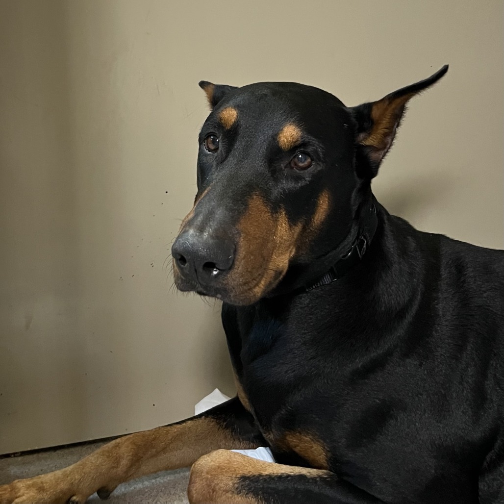 Shelter Stray Male Dog last seen , 4575 E Mesquite Ave, Palm Springs, CA 92264, USA