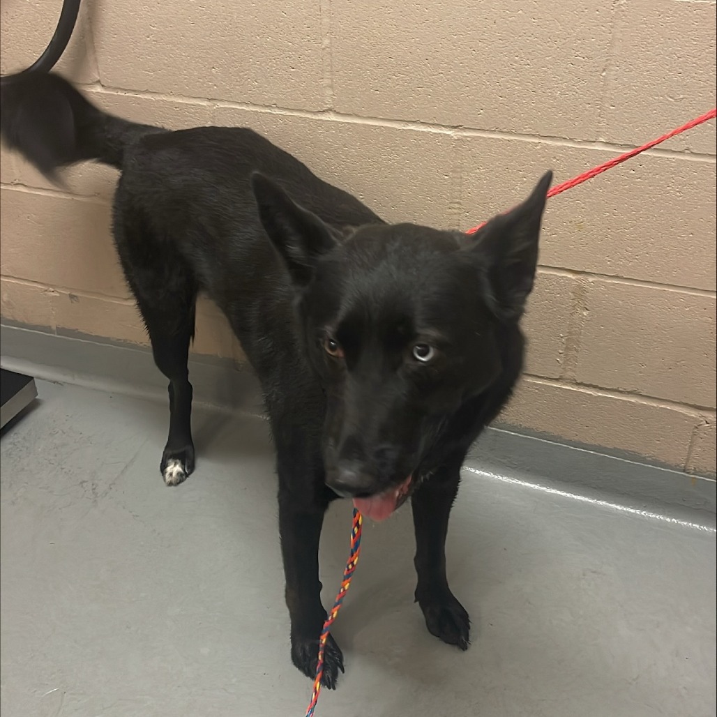 Shelter Stray Male Dog last seen , 2608 Center St, Tacoma, WA 98409, USA