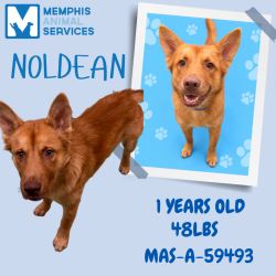 Shelter Stray Male Dog last seen , 2350 Appling City Cove, Memphis, TN 38133, USA
