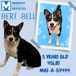 Shelter Stray Male Dog last seen , 2350 Appling City Cove, Memphis, TN 38133, USA