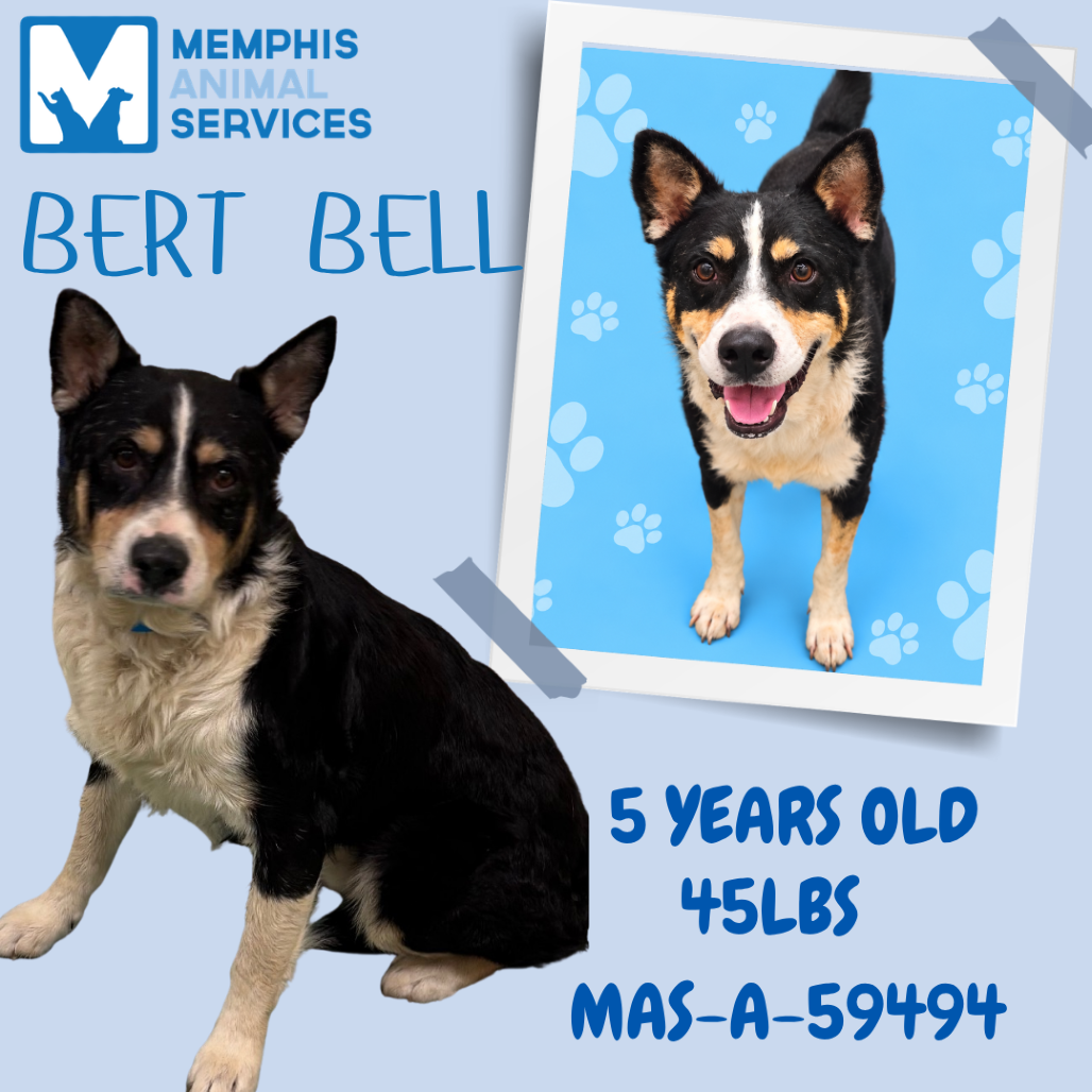 Shelter Stray Male Dog last seen , 2350 Appling City Cove, Memphis, TN 38133, USA