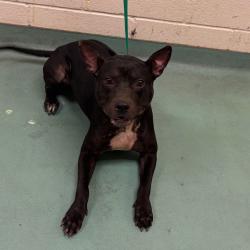 Shelter Stray Male Dog last seen , 2350 Appling City Cove, Memphis, TN 38133, USA