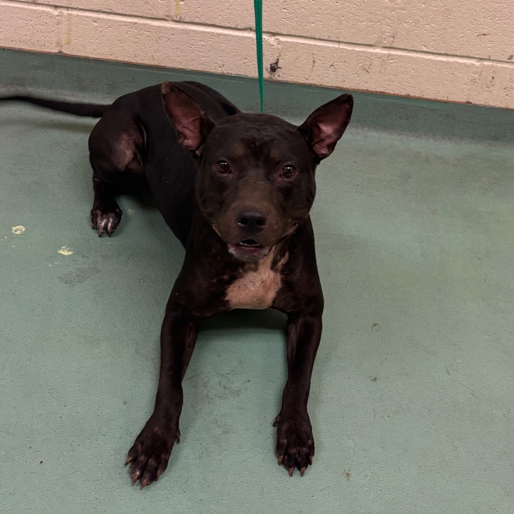 Shelter Stray Male Dog last seen , 2350 Appling City Cove, Memphis, TN 38133, USA