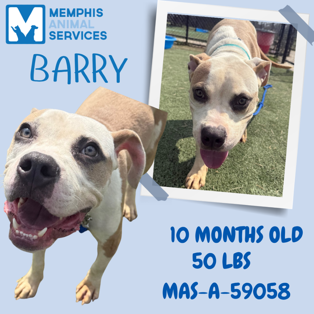 Shelter Stray Male Dog last seen , 2350 Appling City Cove, Memphis, TN 38133, USA