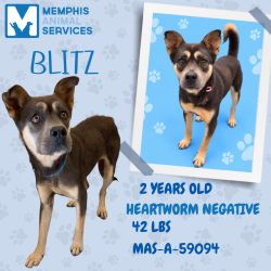 Shelter Stray Female Dog last seen , 2350 Appling City Cove, Memphis, TN 38133, USA