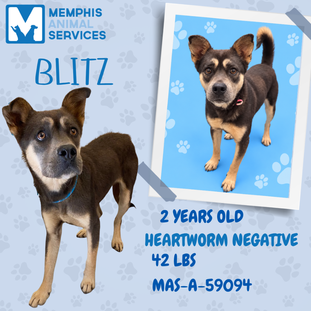 Shelter Stray Female Dog last seen , 2350 Appling City Cove, Memphis, TN 38133, USA