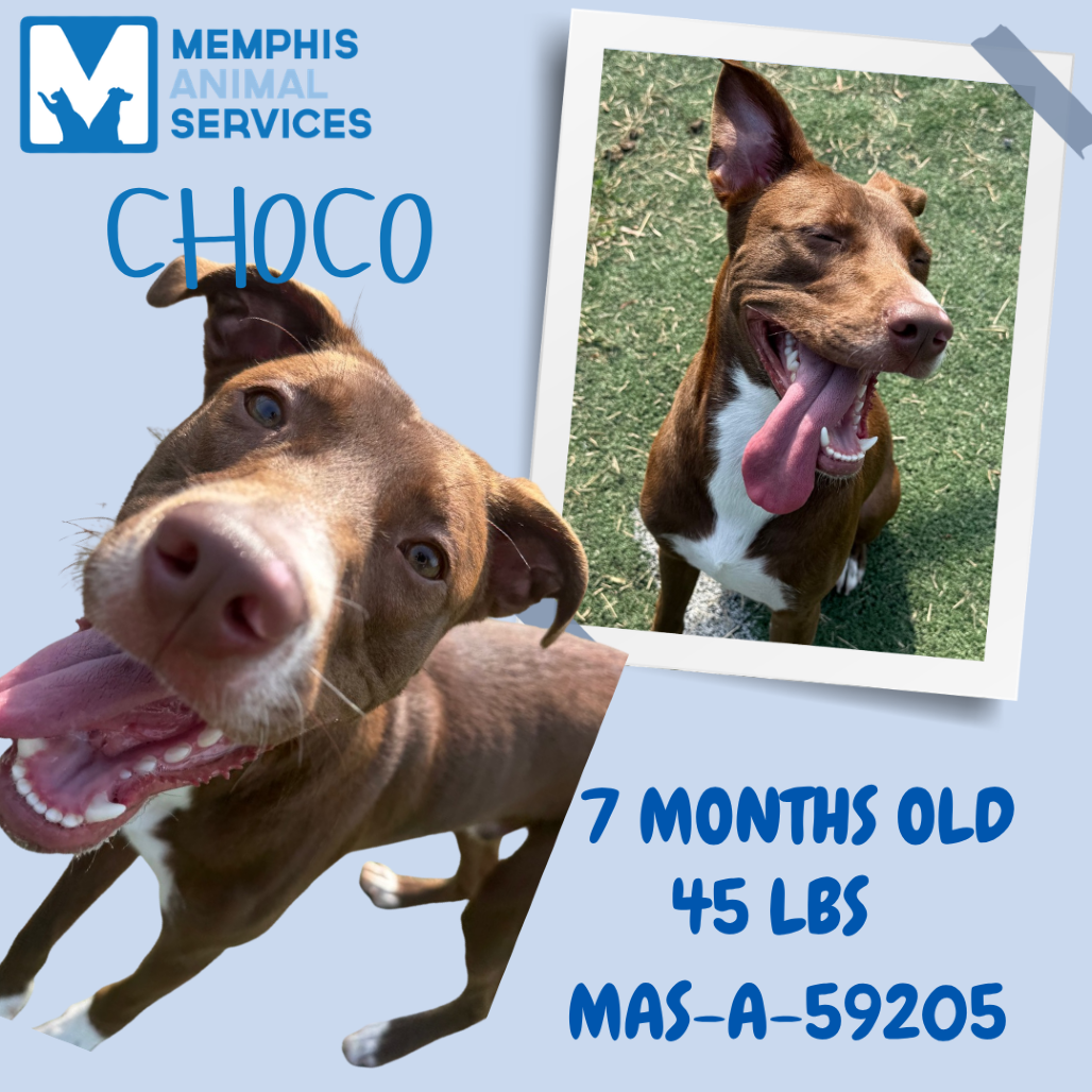 Shelter Stray Male Dog last seen , 2350 Appling City Cove, Memphis, TN 38133, USA