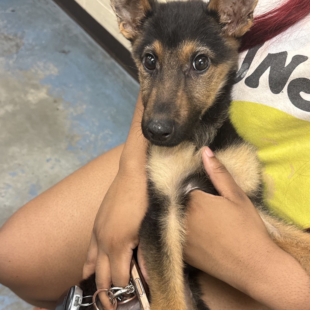 Shelter Stray Male Dog last seen , 2350 Appling City Cove, Memphis, TN 38133, USA