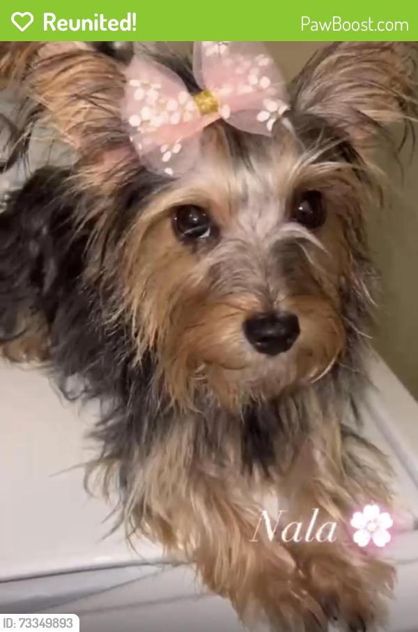 Reunited Female Dog last seen Cornplanter Row, Providence, RI 02907