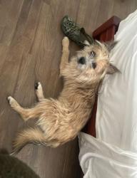 Found/Stray Male Dog last seen Central Park RTD Station, Denver, CO 80238