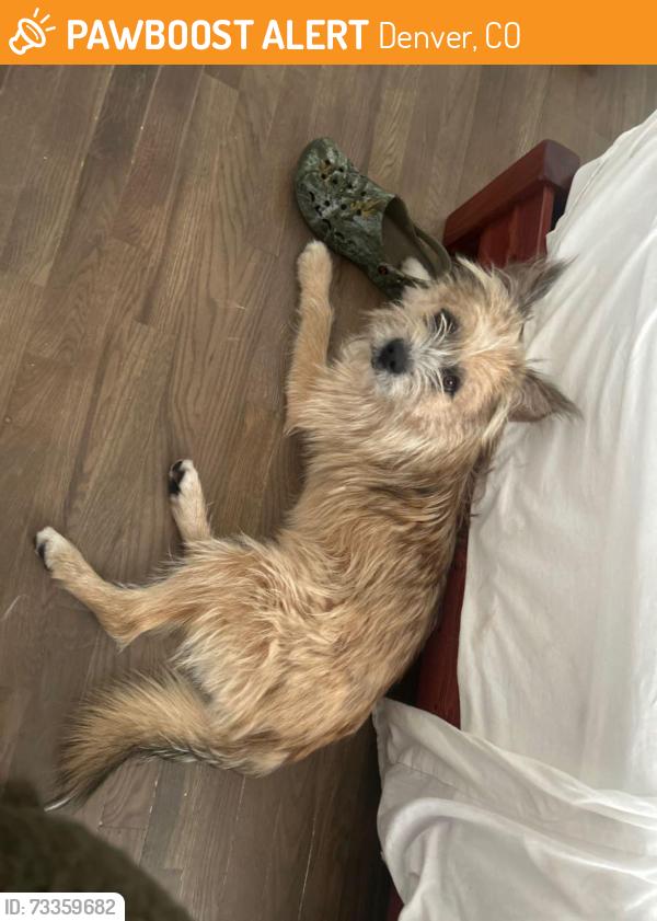 Found/Stray Male Dog last seen Central Park RTD Station, Denver, CO 80238