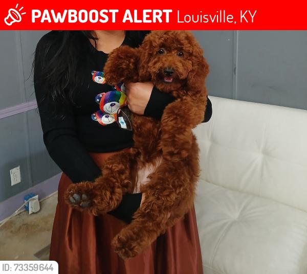 Lost Male Dog last seen Minirs lane, Louisville, KY 40219
