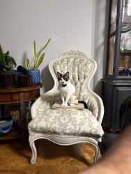 Reunited Female Cat last seen Near Longbridge Rd, Vaughan, ON L4J 1L9, Canada, Vaughan, ON L4J 1L9