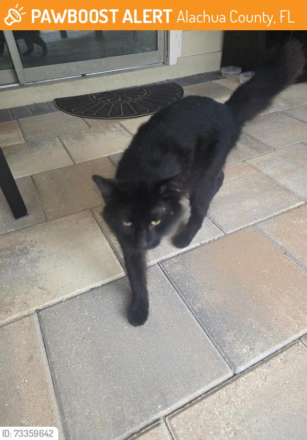 Found/Stray Male Cat last seen NW 5th Lane, Alachua County, FL 32606