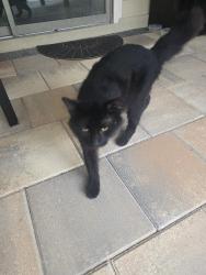 Found/Stray Male Cat last seen NW 5th Lane, Alachua County, FL 32606