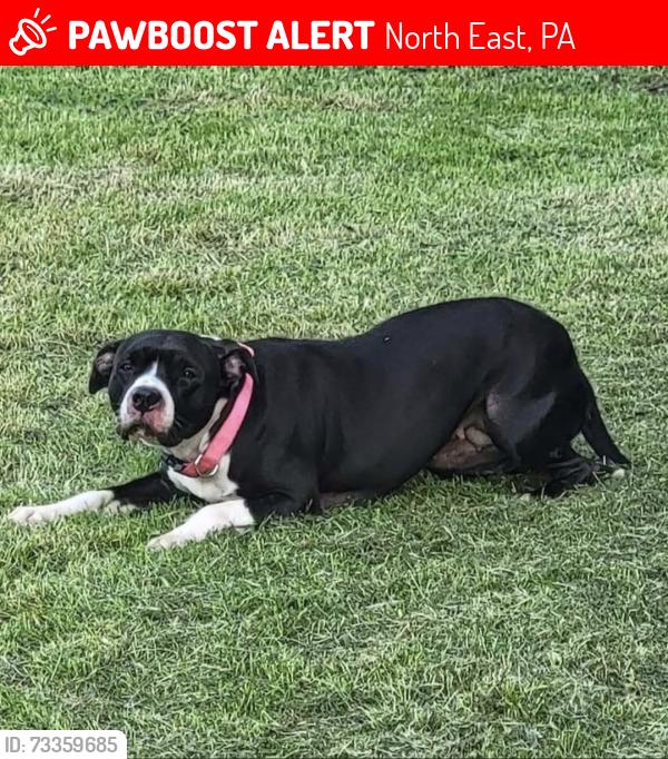 Lost Female Dog last seen Goodbans auto, North East, PA 16428