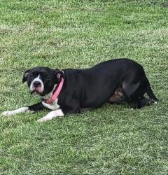 Lost Female Dog last seen Goodbans auto, North East, PA 16428