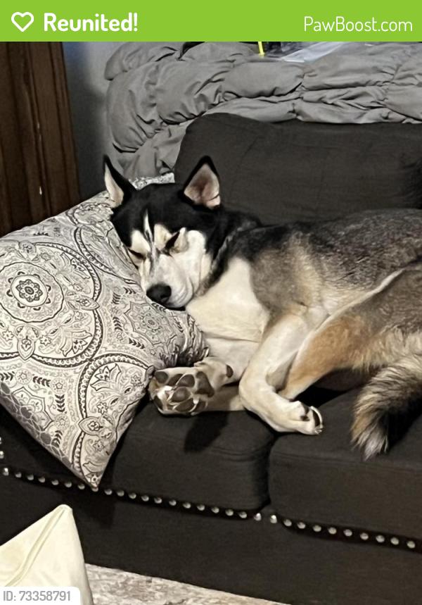 Reunited Male Dog last seen Rancho Cordova, Rancho Cordova, CA 95670