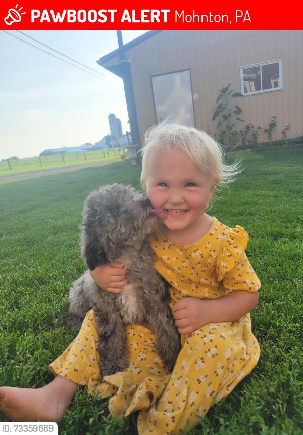 Lost Female Dog last seen Near Fairmont Ave, Mohnton, PA 19609