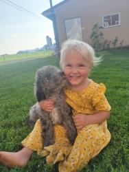 Lost Female Dog last seen Near Fairmont Ave, Mohnton, PA 19609