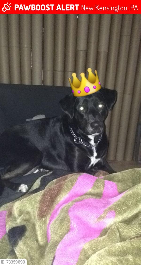 Lost Female Dog last seen Victoria ave, New Kensington, PA 15068