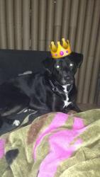 Lost Female Dog last seen Victoria ave, New Kensington, PA 15068