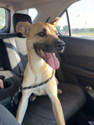 Reunited Female Dog last seen Backyard of our hse, Fort Worth, TX 76118