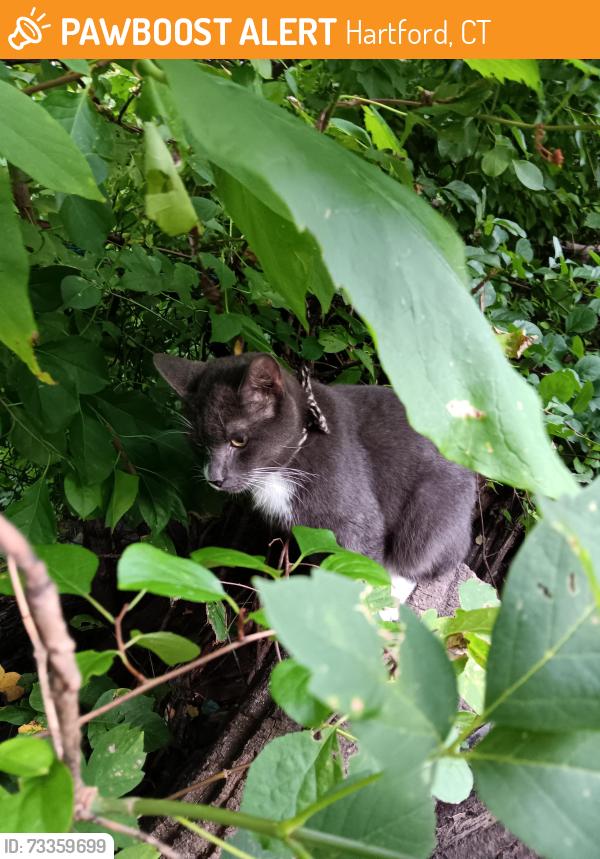 Found/Stray Unknown Cat last seen Park st, Hartford, CT 06106