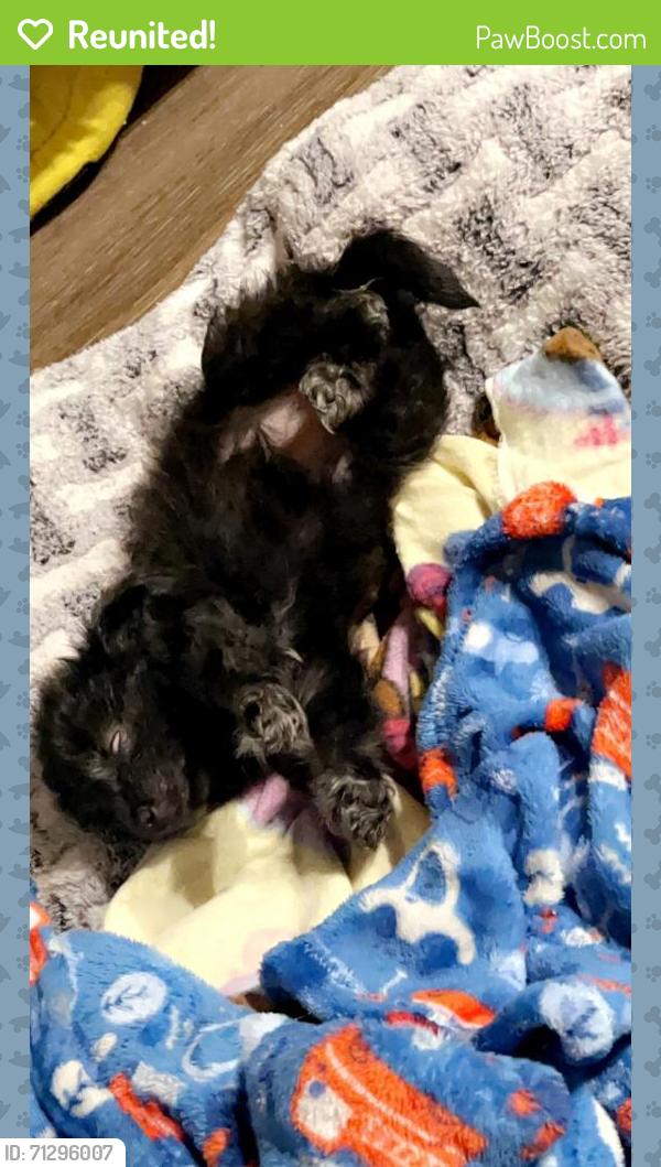 Reunited Female Dog last seen Chandler and Desert Breeze, Chandler, AZ 85226