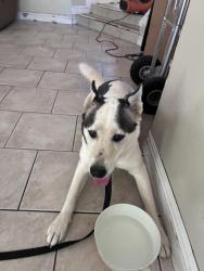 Reunited Female Dog last seen Near Bristol Ave, Moreno Valley, CA 92557