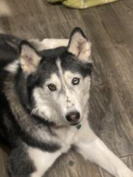 Lost Male Dog last seen Ventanas and Rich Beem, El Paso, TX 79938