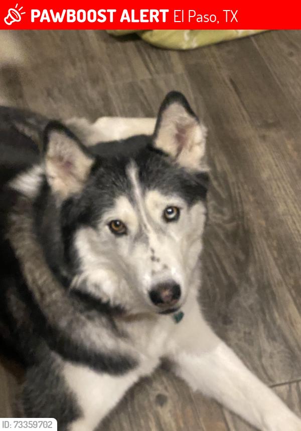 Lost Male Dog last seen Ventanas and Rich Beem, El Paso, TX 79938