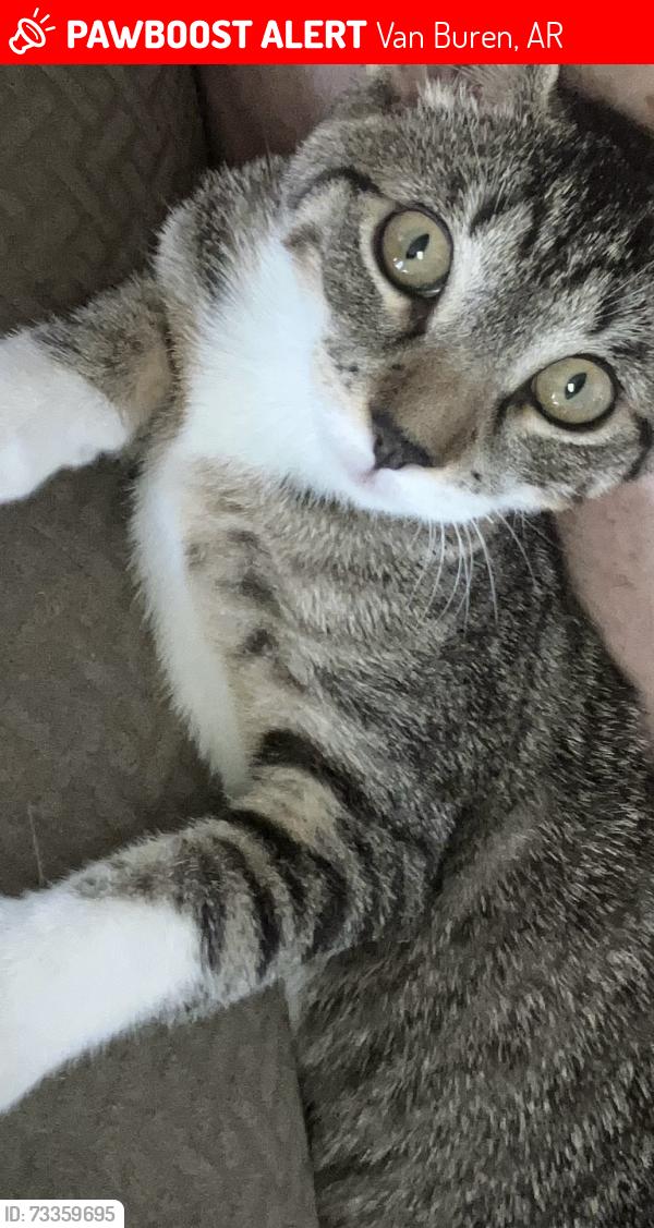 Lost Male Cat last seen Hemhock and Fayettville rd. Van Buren AR., Van Buren, AR 72956
