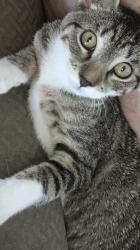 Lost Male Cat last seen Hemhock and Fayettville rd. Van Buren AR., Van Buren, AR 72956