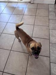 Reunited Male Dog last seen Near Bristol Ave 92557, Moreno Valley, CA 92557