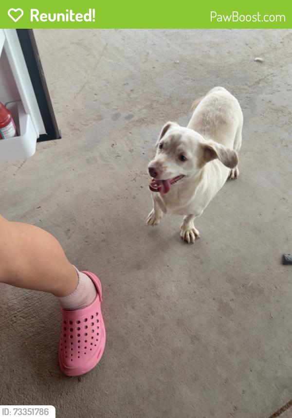 Reunited Male Dog last seen N 127th ave, El Mirage, AZ 85335